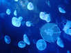 Baustart für Aquarium Kopenhagen