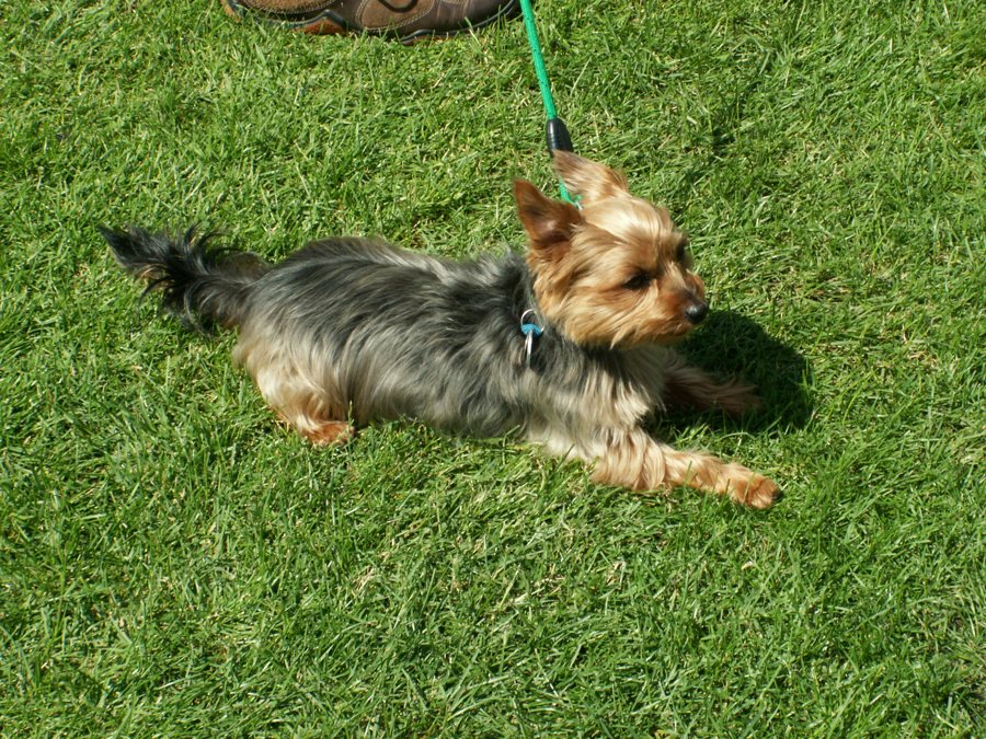 Hund mit schwarzbraunem Fell an einer grünen Leine auf einer Wiese