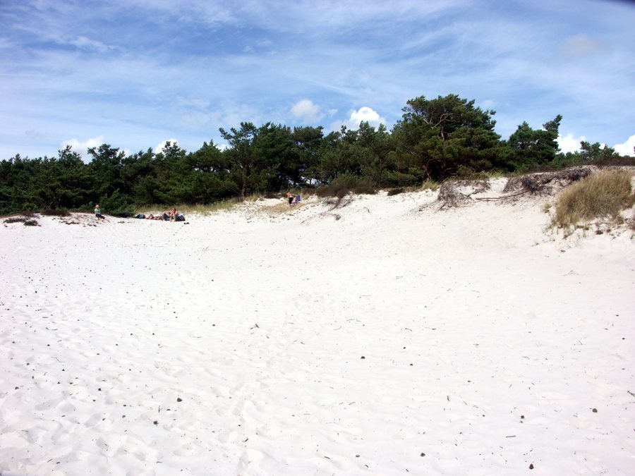 Heller Sandstrand mit Dünen und Kiefern auf Bornholm