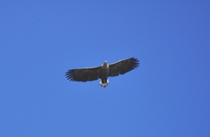 Seeadler über der Ostsee sind auch in Dänemark zum gewohnten Bild geworden