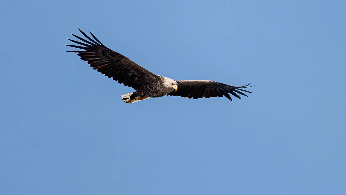 Seeadler im Flug